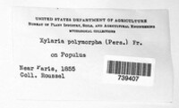 Xylaria polymorpha image